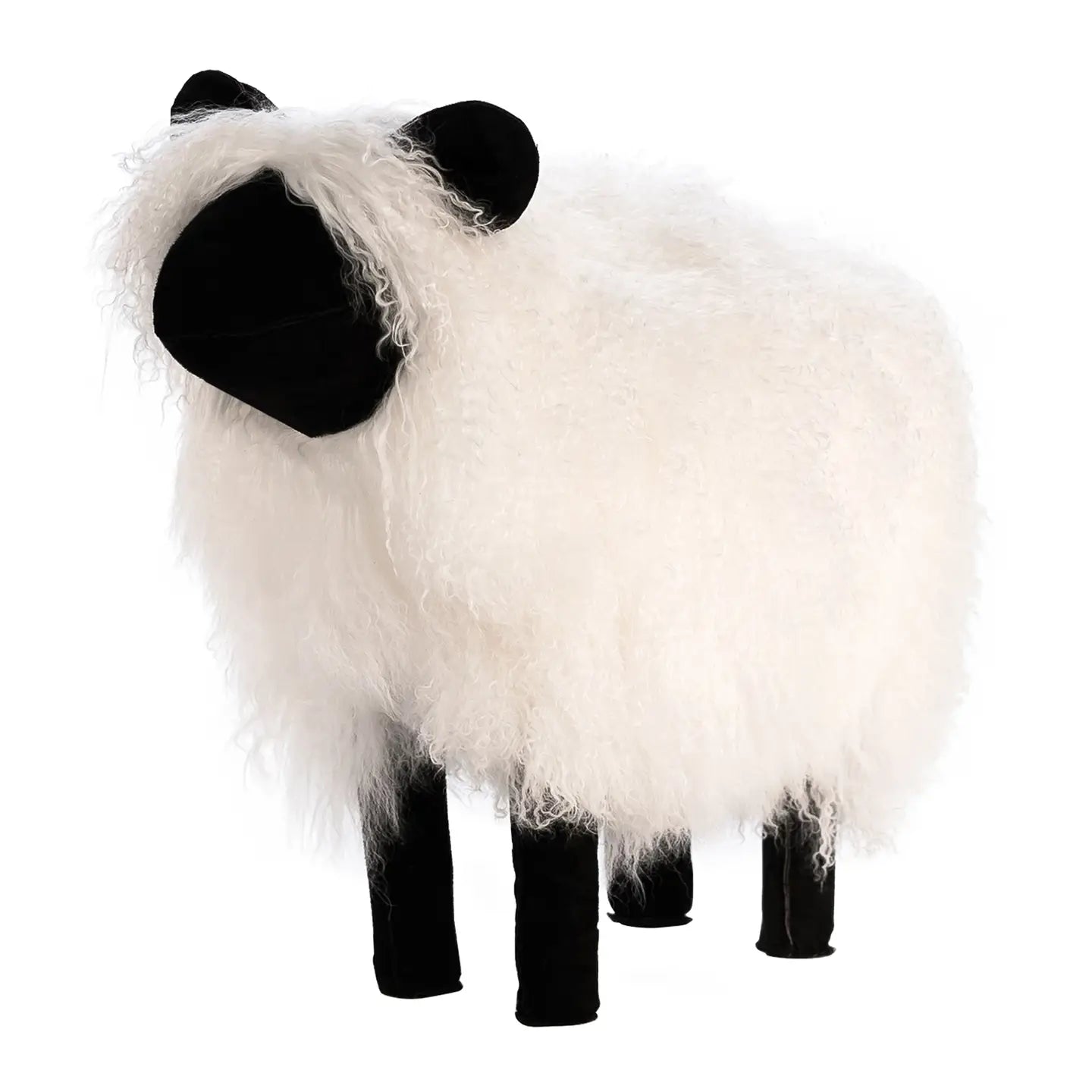 A + R, Tibetan Lamb Sheep